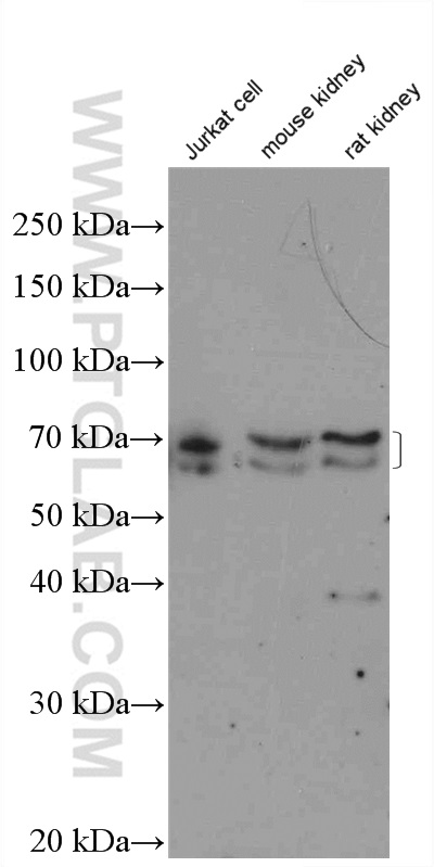 KEAP1 Antibody 105032AP Proteintech