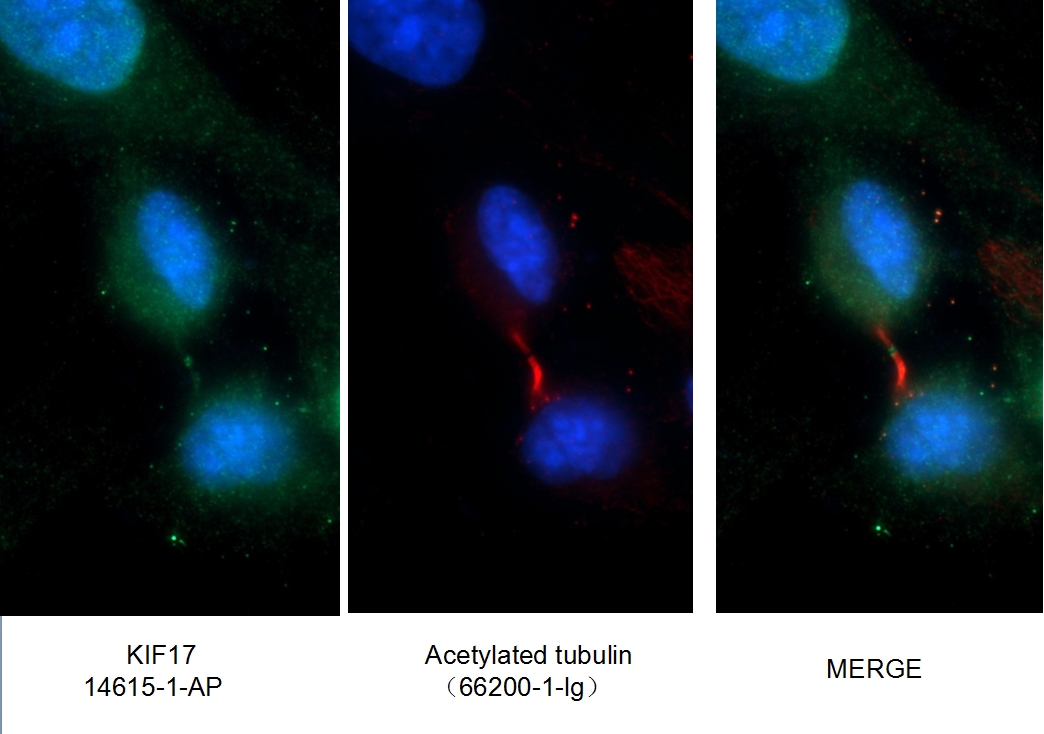 14615-1-AP;COS-7 cells