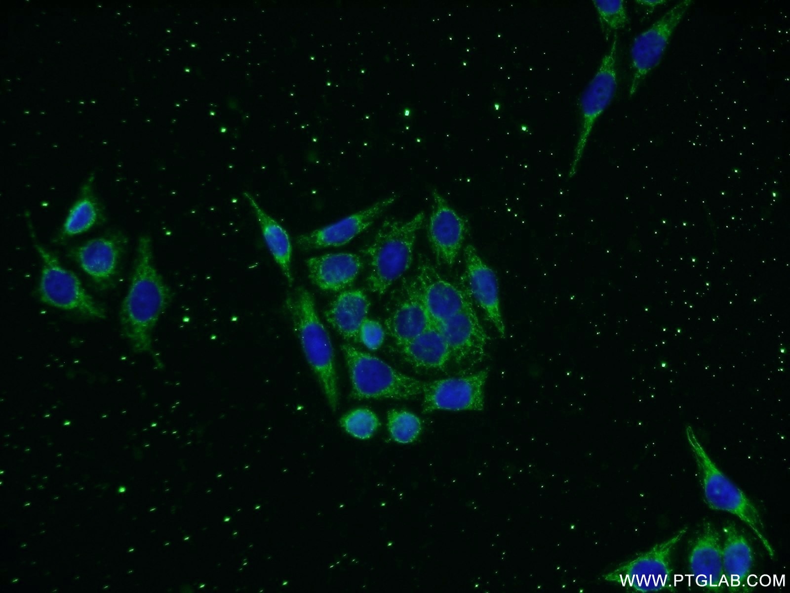 13905-1-AP;PC-3 cells