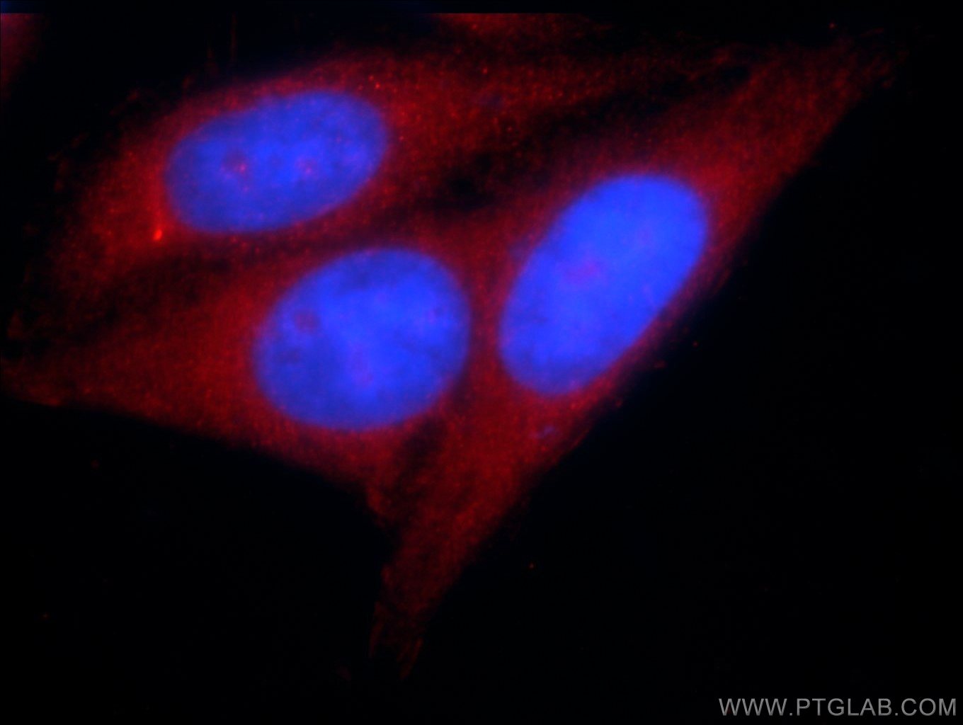 24409-1-AP;HepG2 cells