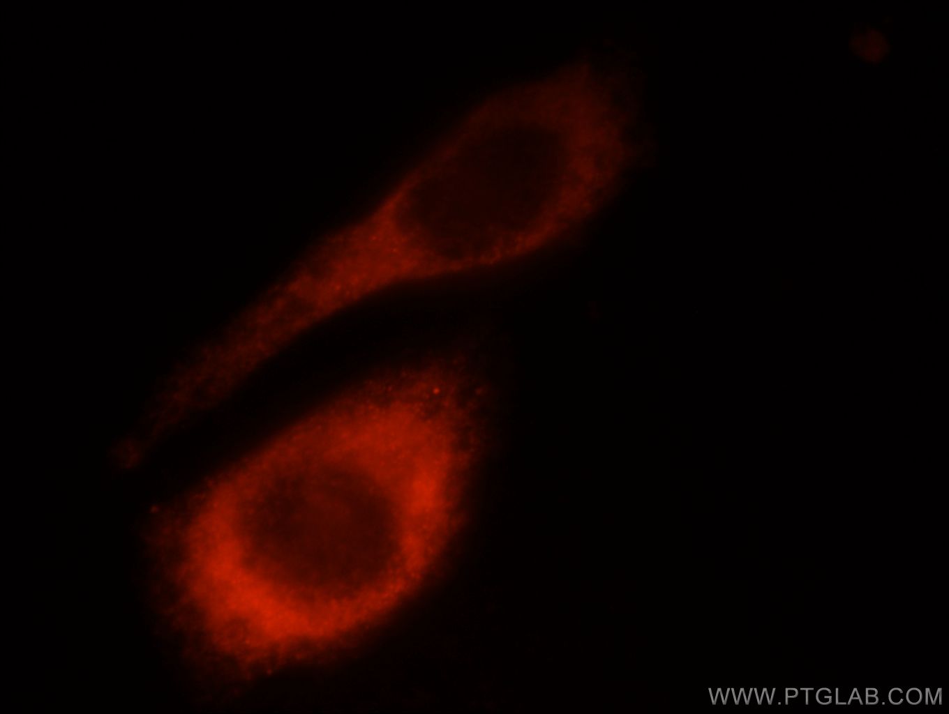 23498-1-AP;HepG2 cells