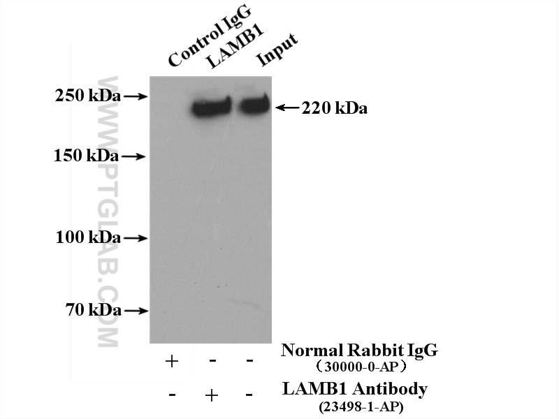 23498-1-AP;NIH/3T3 cells