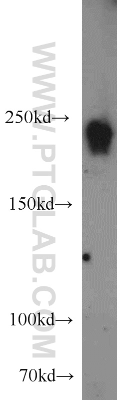 22441-1-AP;Jurkat cells