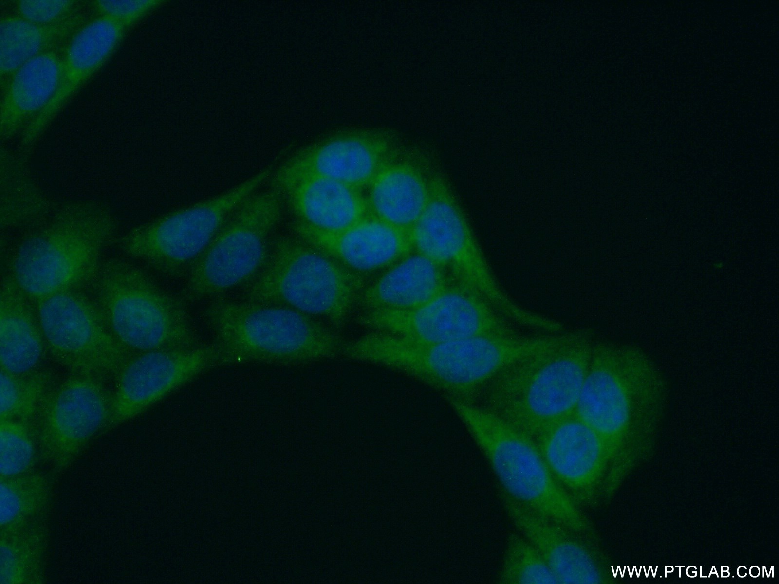 21557-1-AP;HeLa cells