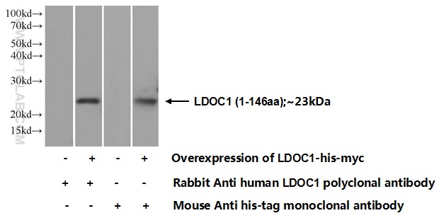 10113-2-AP;Transfected HEK-293 cells