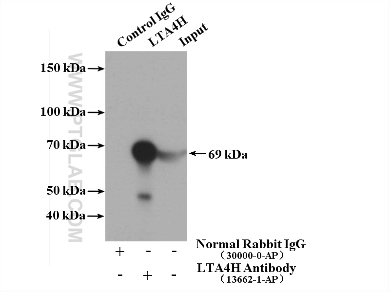 13662-1-AP;HEK-293 cells