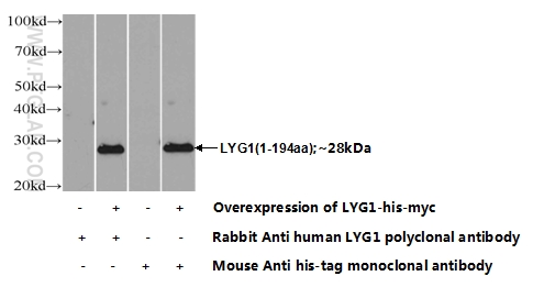 17474-1-AP;Transfected HEK-293 cells
