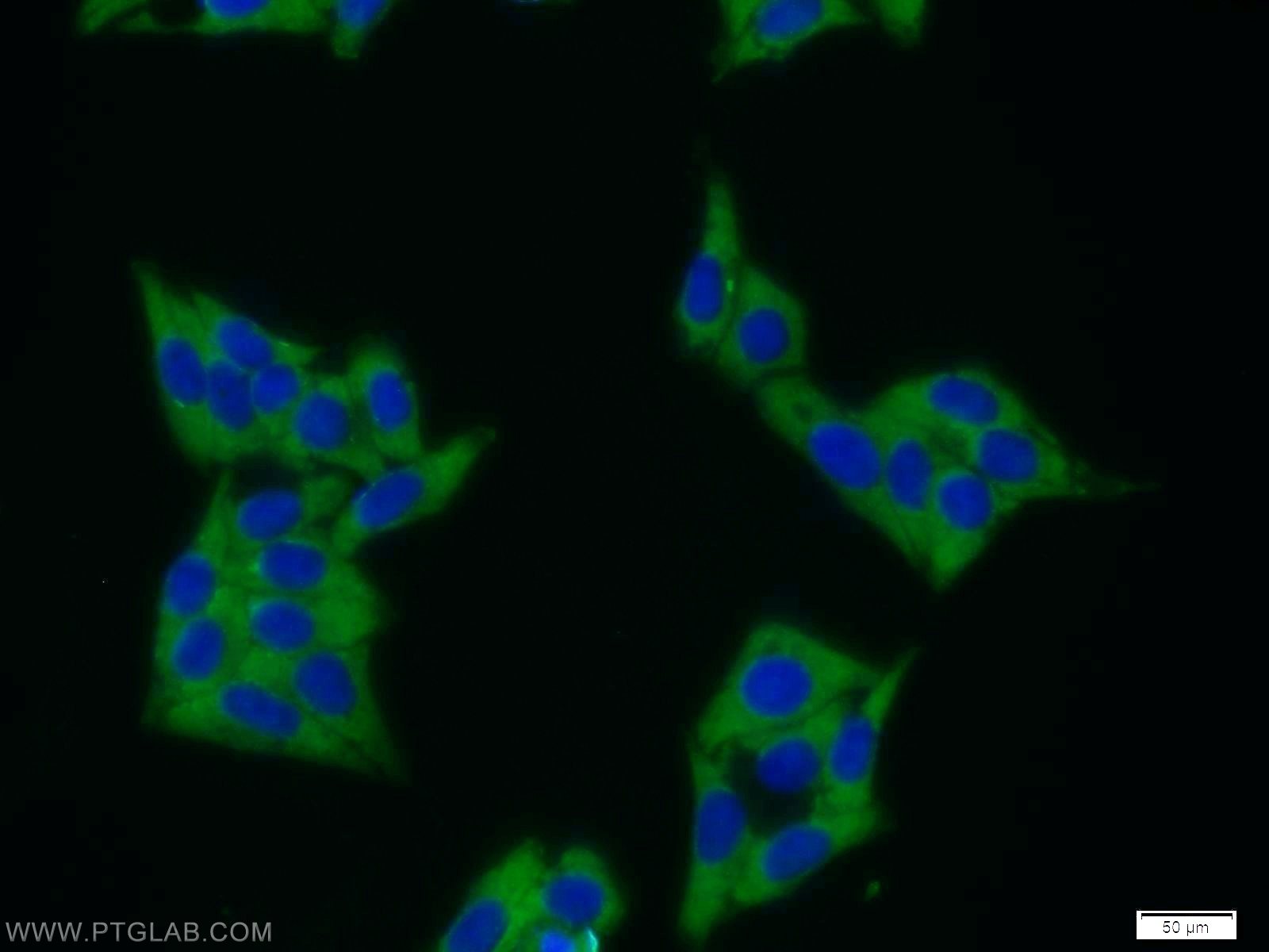 12400-1-AP;HepG2 cells