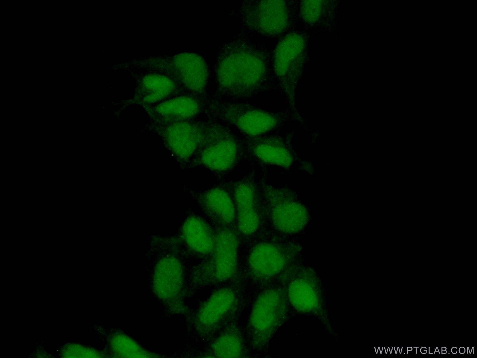17505-1-AP;HEK-293 cells