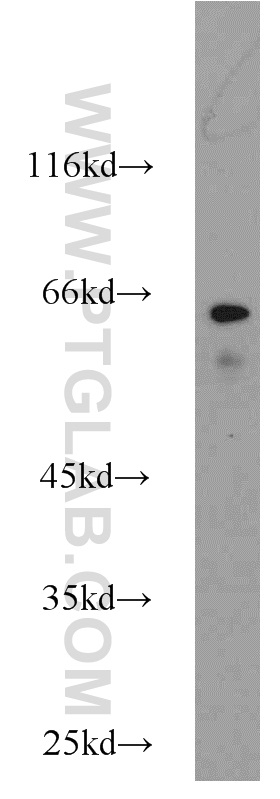 12330-2-AP;CHO cells