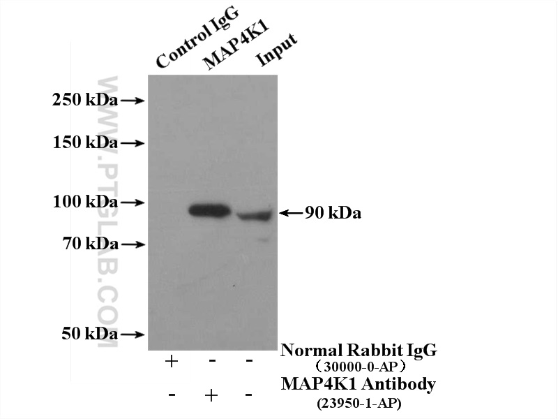 23950-1-AP;Jurkat cells