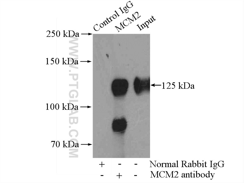 MCM2 Antibody 105131AP Proteintech