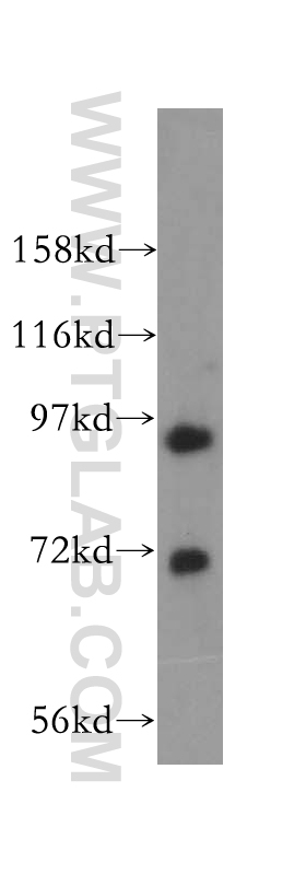 16451-1-AP;NIH/3T3 cell