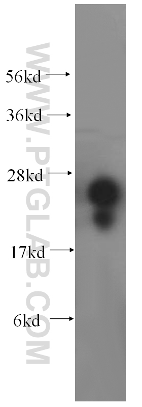 17184-1-AP;HepG2 cell