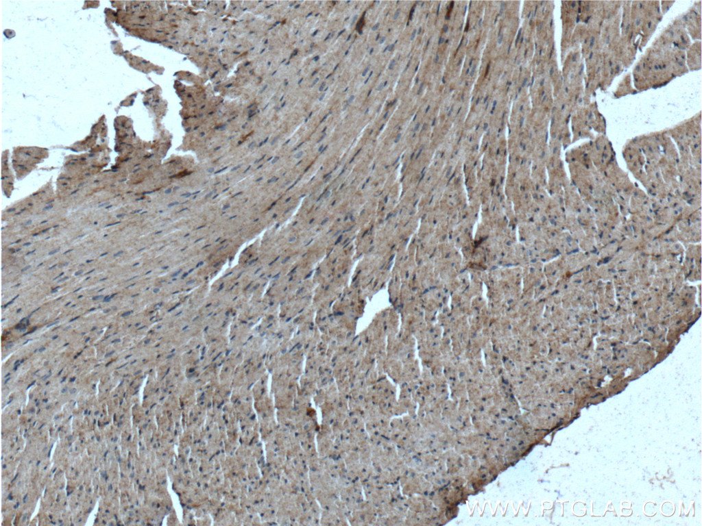 10375-2-AP;mouse heart tissue