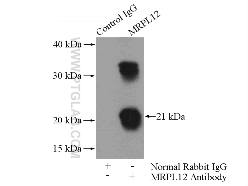 14795-1-AP;HeLa cells