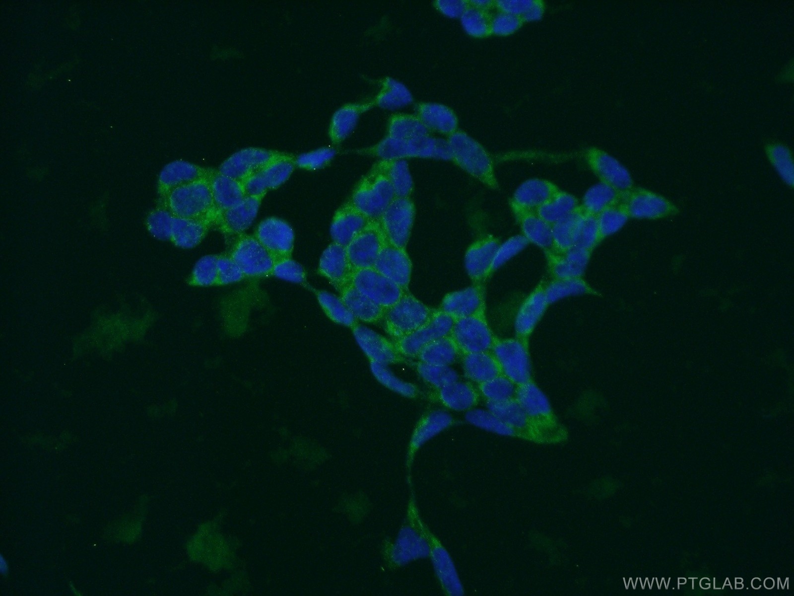 15040-1-AP;HEK-293 cells