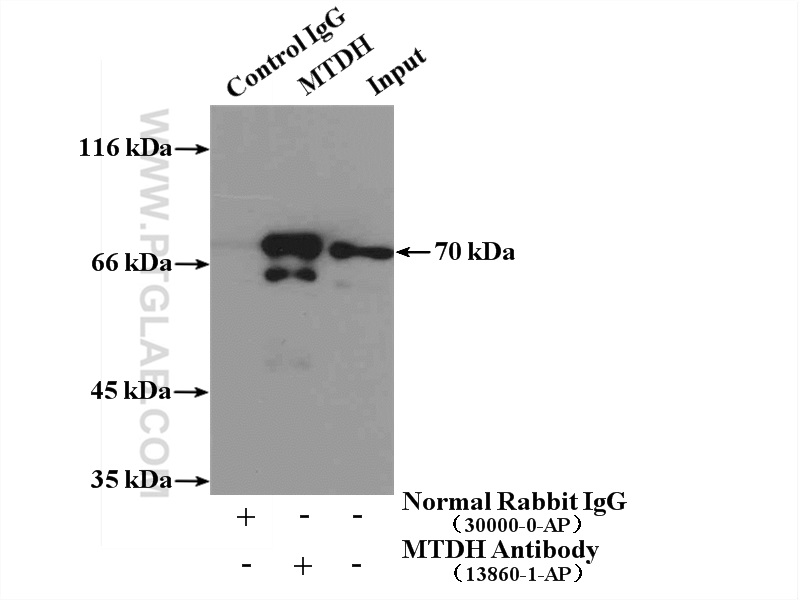 13860-1-AP;MCF-7 cells