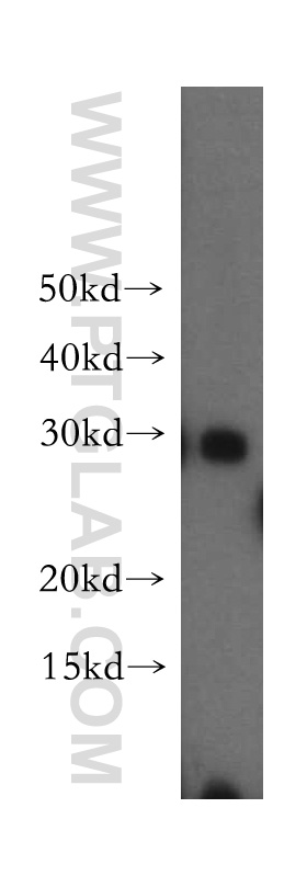 14219-1-AP;HeLa cell