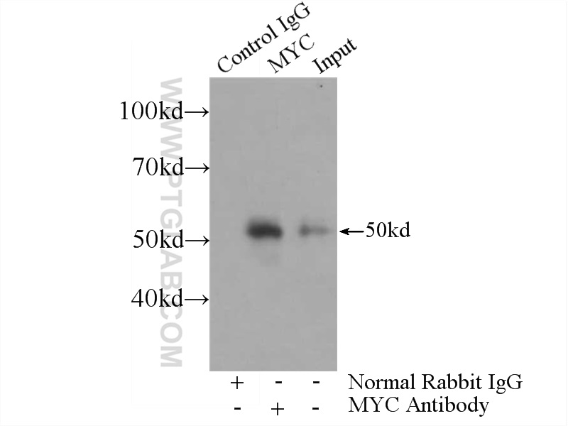 10828-1-AP;HL-60 cells