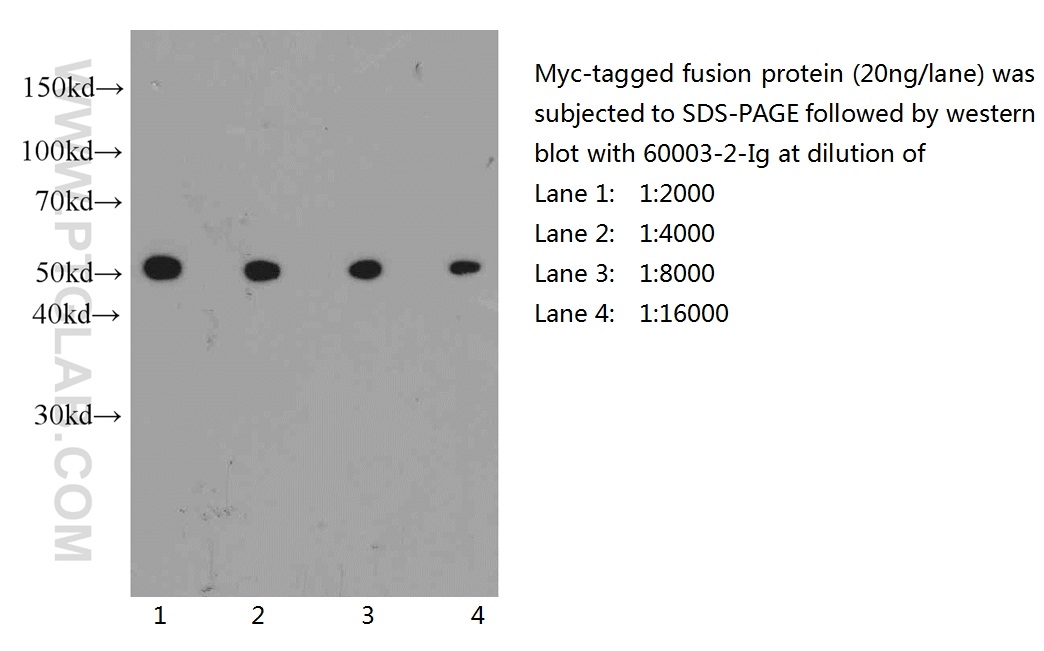 western blot of myc-tagged fusion protein with anti-myc-tag