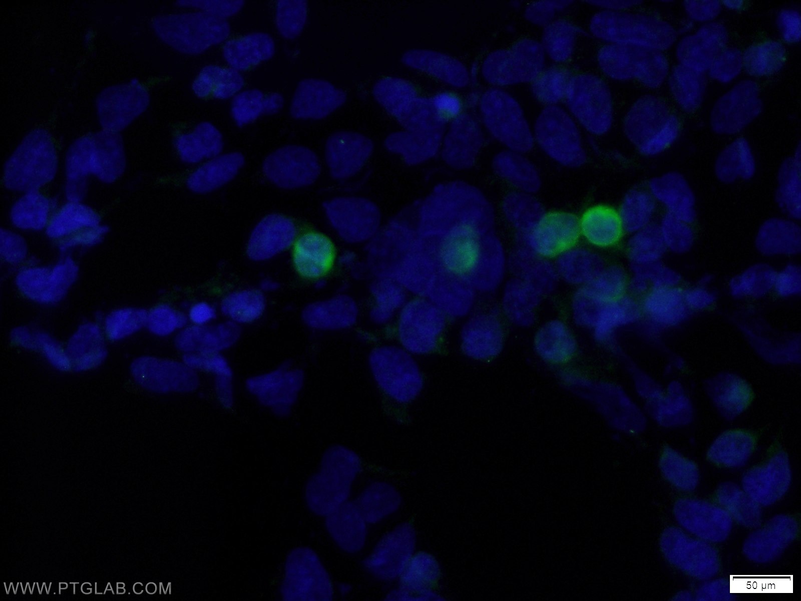 16286-1-AP;Transfected HEK-293 cells