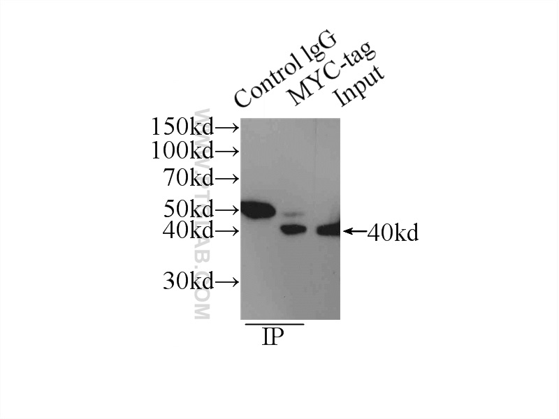 16286-1-AP;Transfected HEK-293 cells
