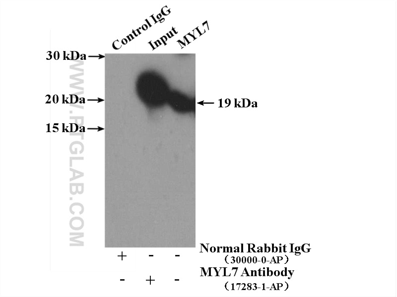 17283-1-AP;mouse heart tissue