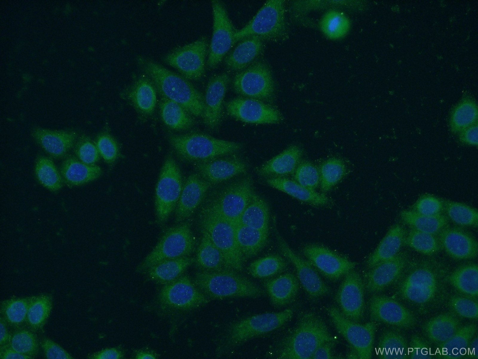 24563-1-AP;HeLa cells