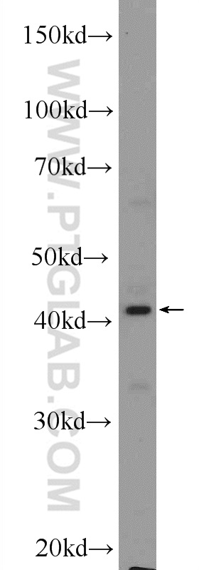 14648-1-AP;L02 cells