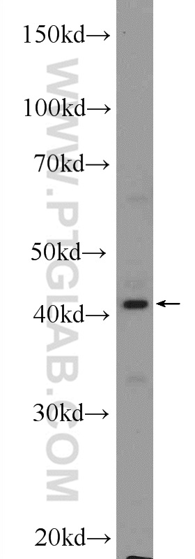 14648-1-AP;L02 cells