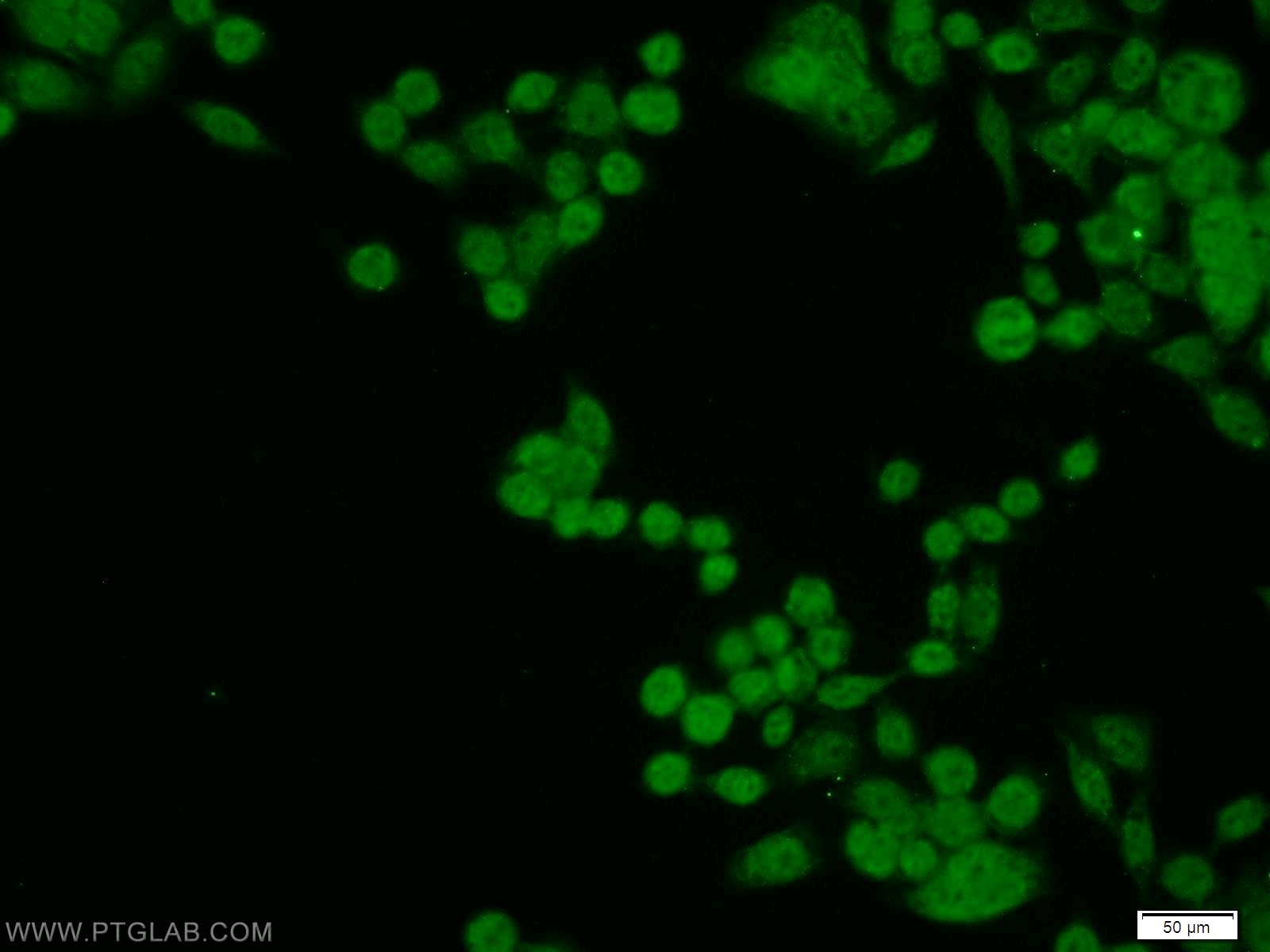 16418-1-AP;BxPC-3 cells