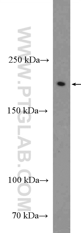 26351-1-AP;rat brain tissue