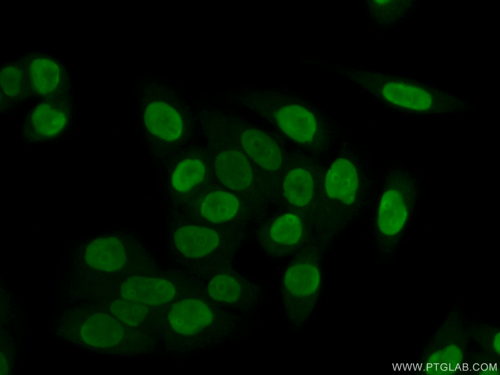 B23/NPM1 Antibody 103061AP Proteintech
