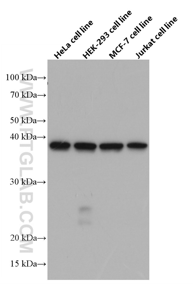 B23/NPM1 Antibody 600961Ig Proteintech