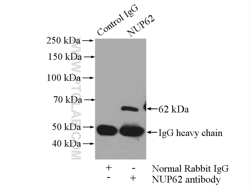 13916-1-AP;NIH/3T3 cells