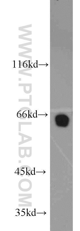 13916-1-AP;PC-3 cells