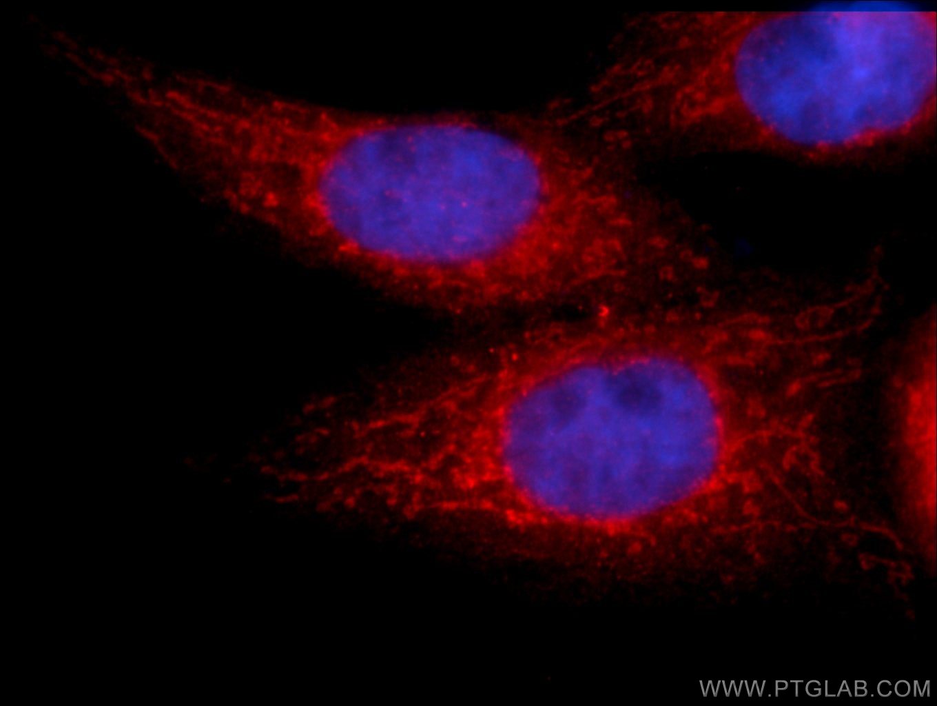 19842-1-AP;HepG2 cells