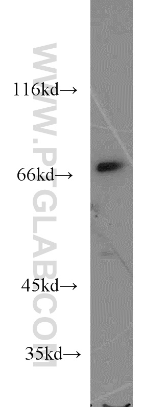 10837-1-AP;HeLa cells
