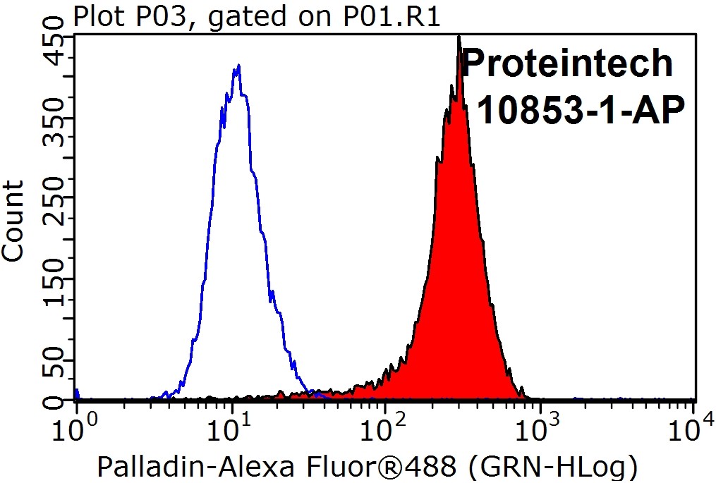 10853-1-AP;HeLa cells