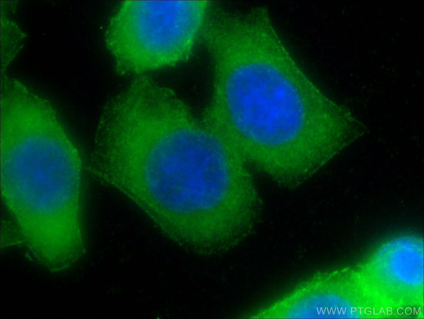 10853-1-AP;HeLa cells