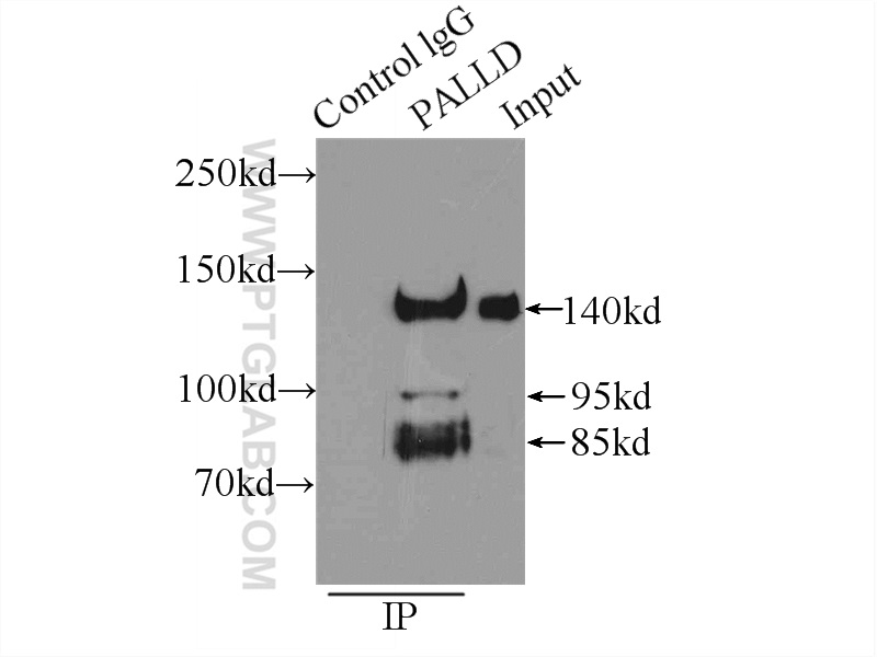 10853-1-AP;HeLa cells