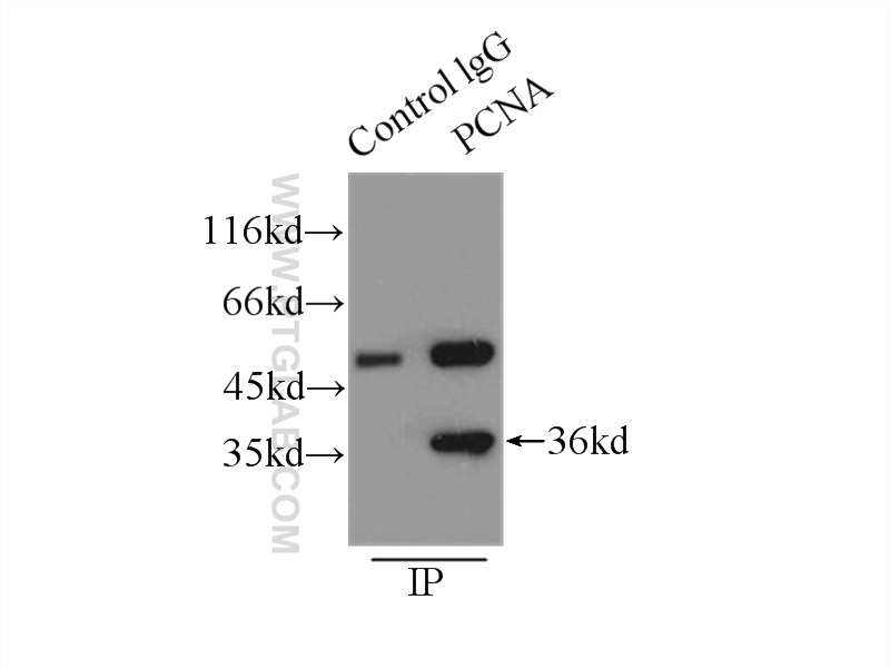10205-2-AP;MCF-7 cells