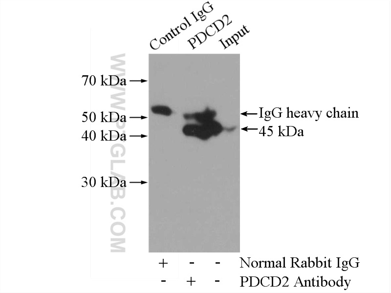 10725-1-AP;HeLa cells