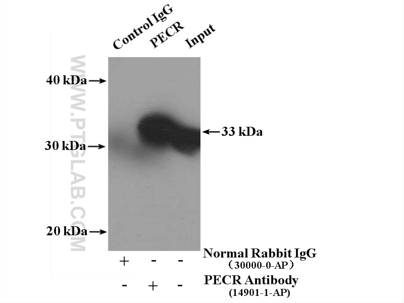 14901-1-AP;mouse liver tissue
