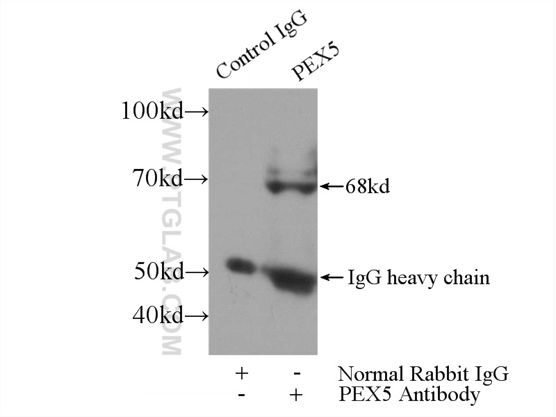 12545-1-AP;mouse kidney tissue