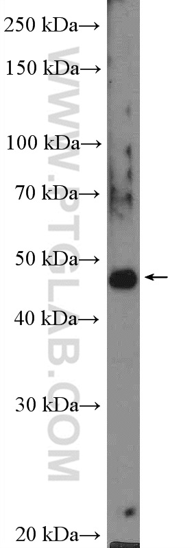 17077-1-AP;HepG2 cells