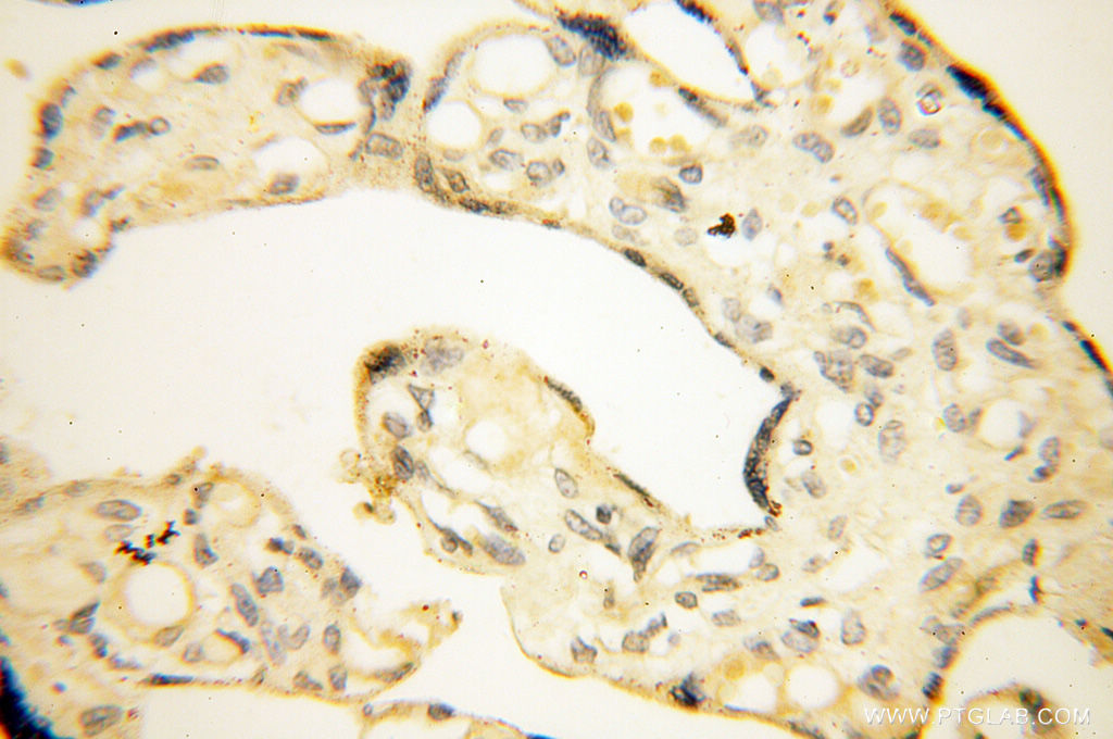 11800-1-AP;human placenta