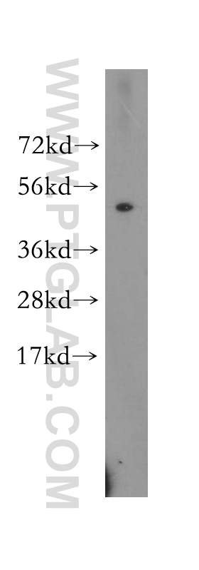 11628-1-AP;U-937 cell