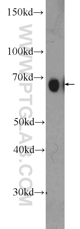 10110-2-AP;HEK-293T cells